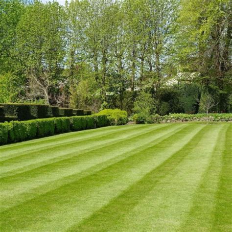 tudor grass